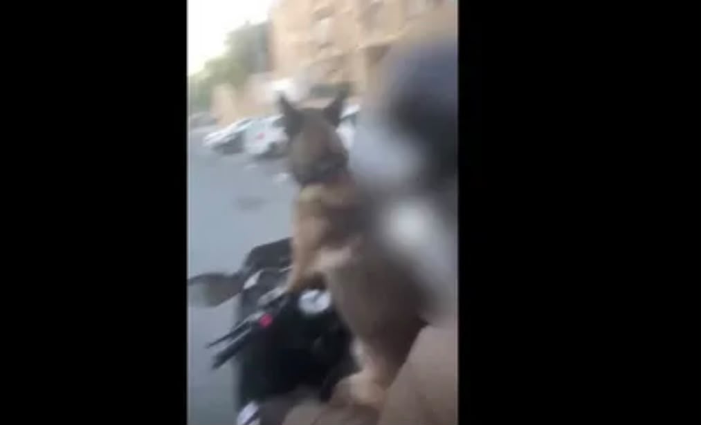 תיעד את כלבו על אופנוע בשביל הרשת - ויועמד לדין. צילום: לפי סעיף 27 א'